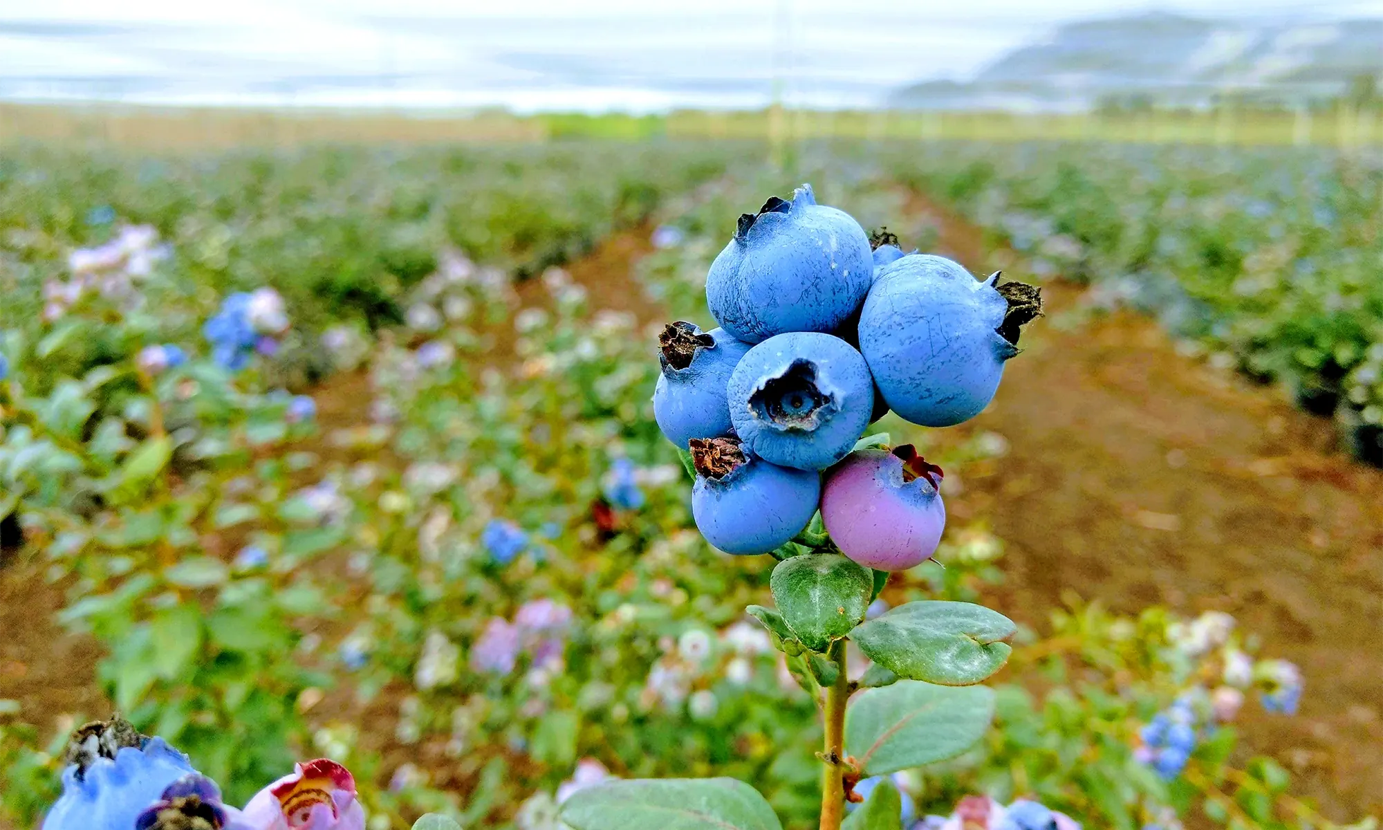 Influencia de la aplicación de fertilizante potásico mediante fertirriego y en forma granulada sobre el pH del suelo y la disponibilidad de potasio y otros nutrientes en una plantación madura de arándano alto del norte