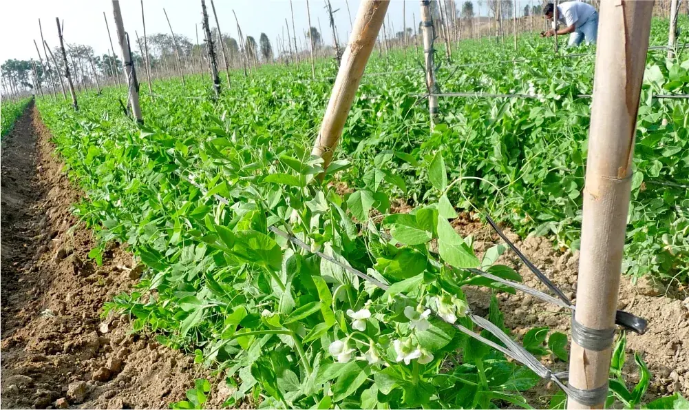 La Fertilización del cultivo de Holantao