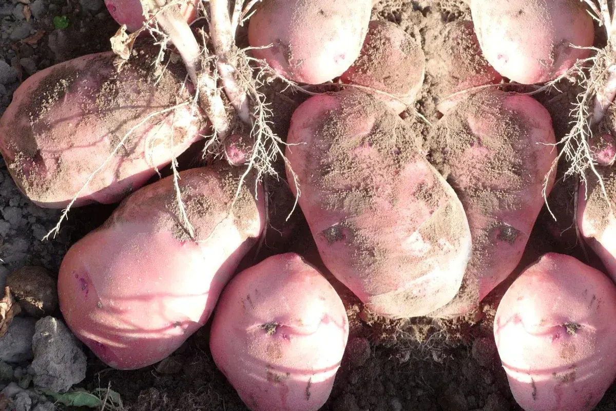 Uso Eficiente del Agua en el Cultivo de Papa