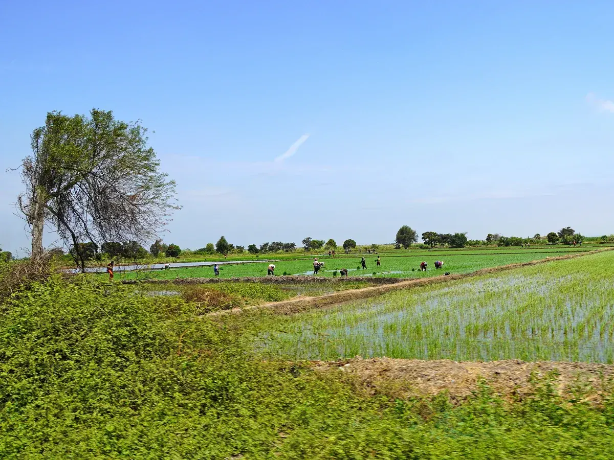 La Salinidad del Suelo en el Desarrollo del Cultivo de Arroz