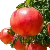 Granado