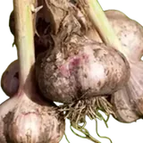 Ajo