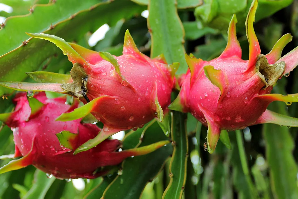 Evaluación de Dos Fuentes Fosfatadas en el Desarrollo del Cultivo de Pitahaya cv. American Beauty en Condiciones de Vivero