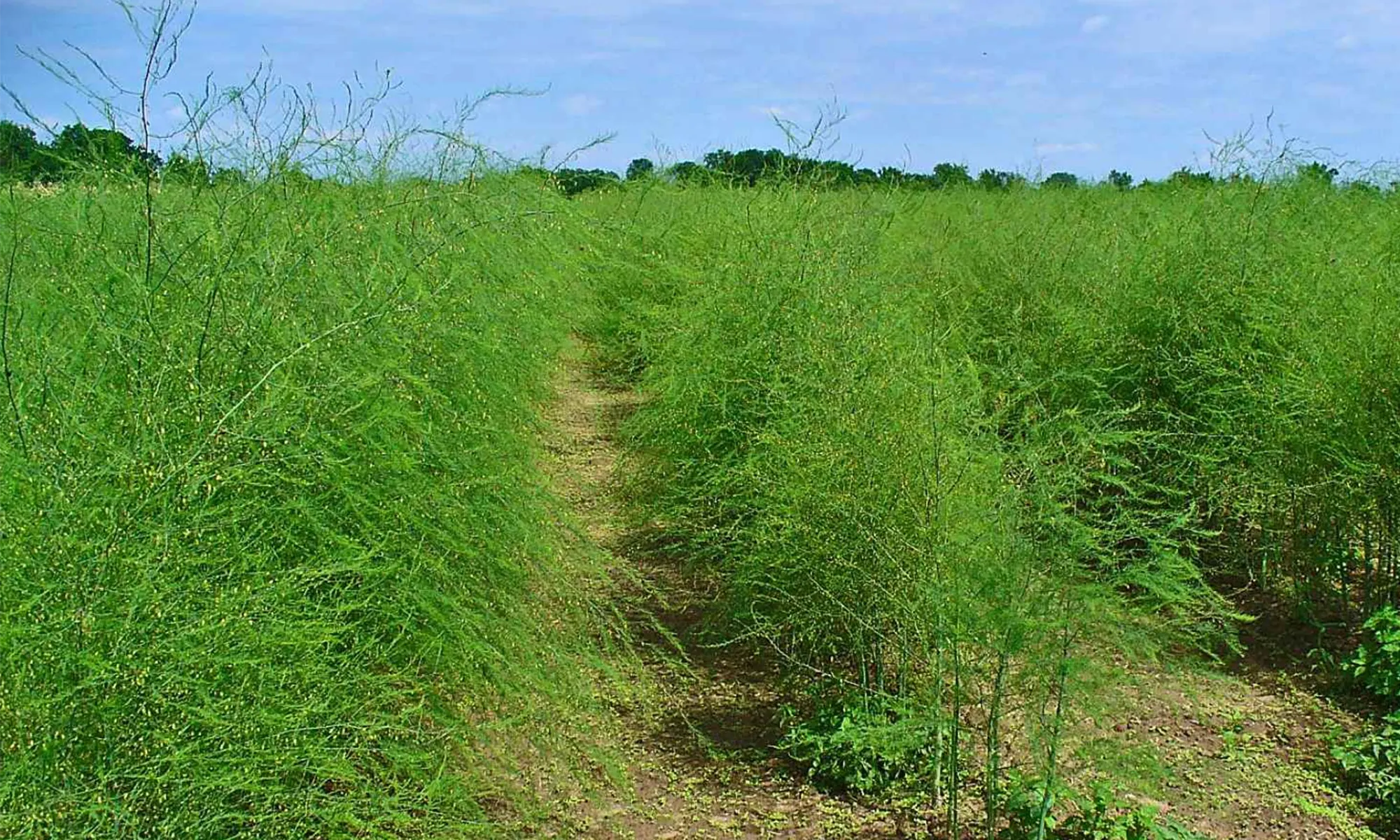 Concentración de amonio y nitrato en el suelo utilizando dos fuentes de nitrógeno en espárrago (Asparagus officinalis L.) en la costa peruana