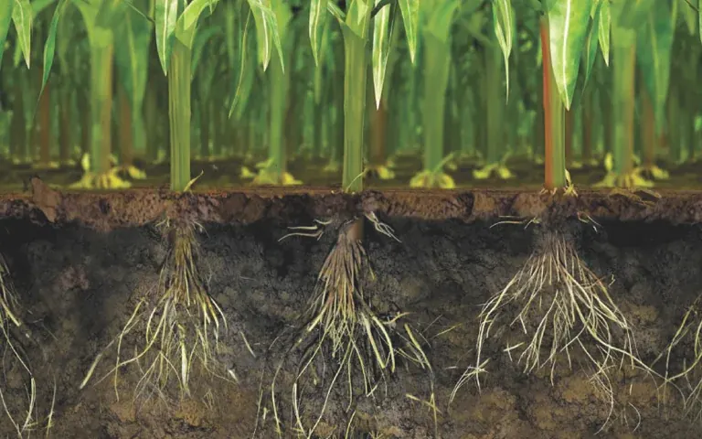 Tecnologías en fertilización para un desarrollo sostenible, productivo y rentable