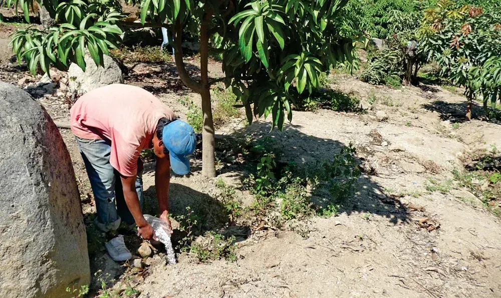 Fertilización y Nutrición del Cultivo de Mango