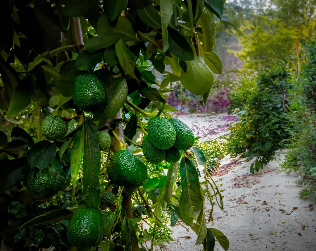 Fertilización en Palto con una formulación de potasio foliar innovadora y altamente eficiente