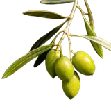 Olivo