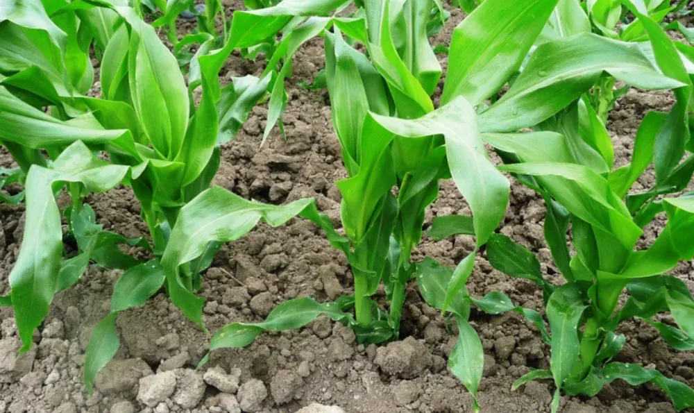 Fertilización del Maíz Amarillo Duro
