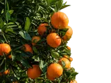 Cítricos
