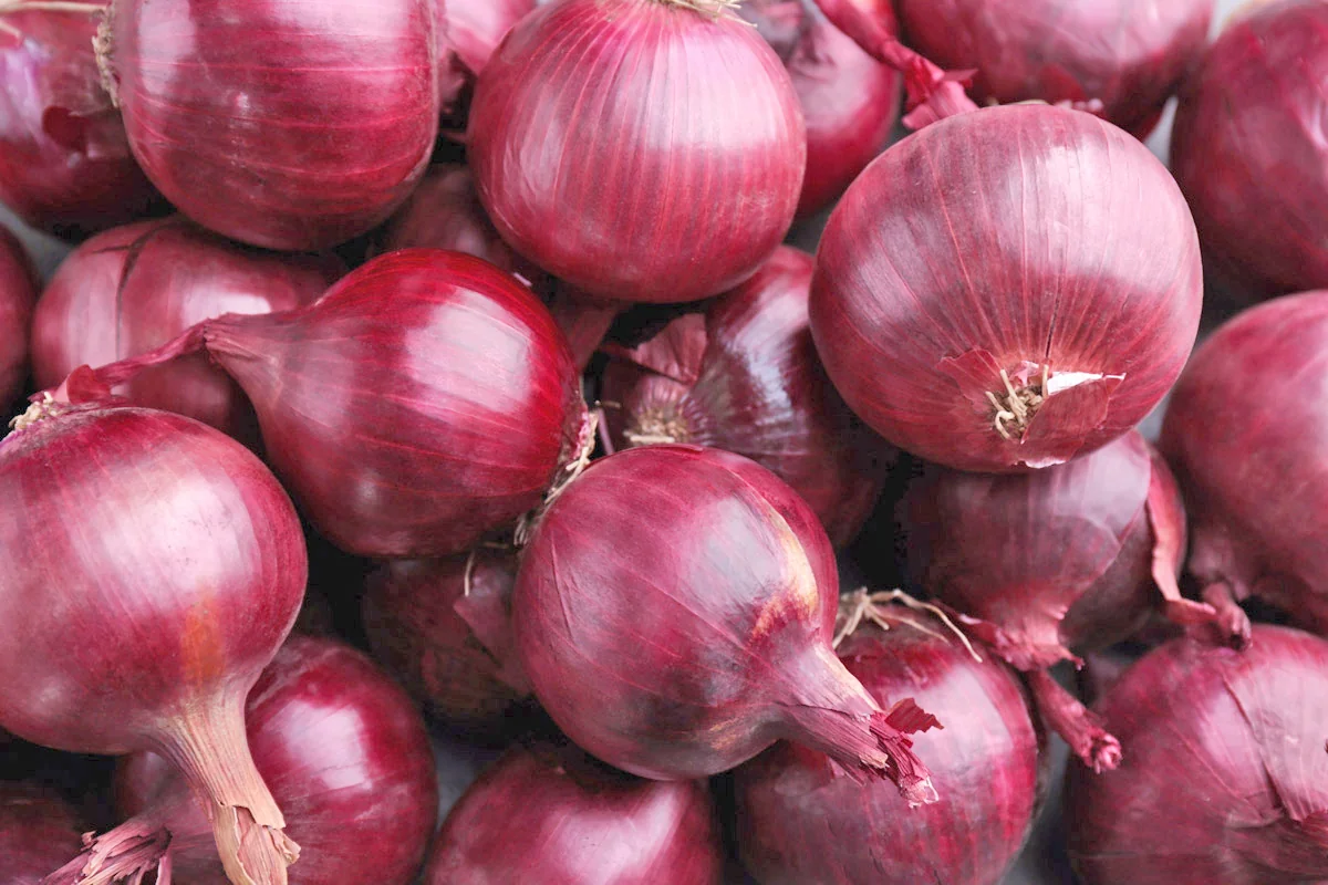 Fertilización del Cultivo de Cebolla Roja