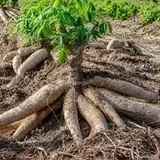 Yuca