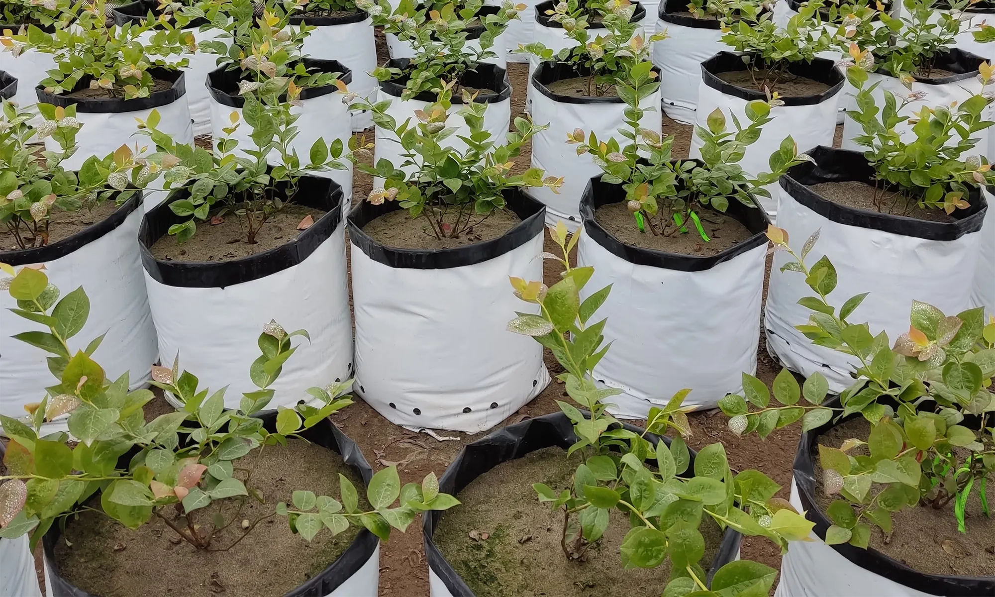 La aplicación de nitrato junto con fertilizante nitrogenado amoniacal incrementa la floración y la producción de frutos en arándano alto del sur ‘Ventura’