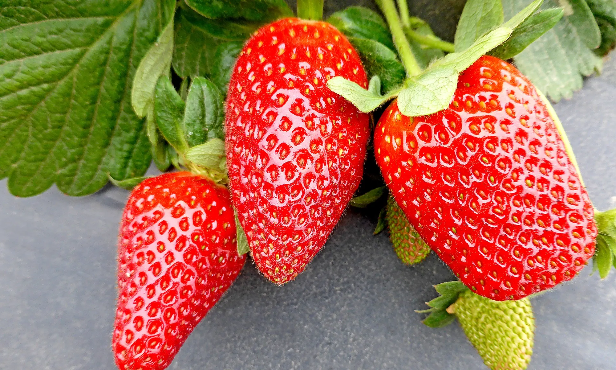 Fertilización complementaria en fresa (Fragaria × ananassa) ‘Aromas’ en tres localidades del valle de Huaura, Perú